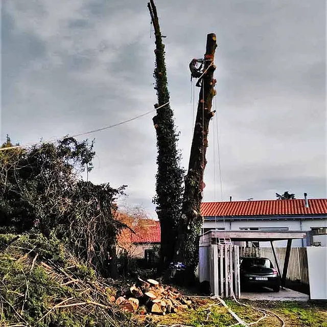 Podas Y Talas Apical árbol podado