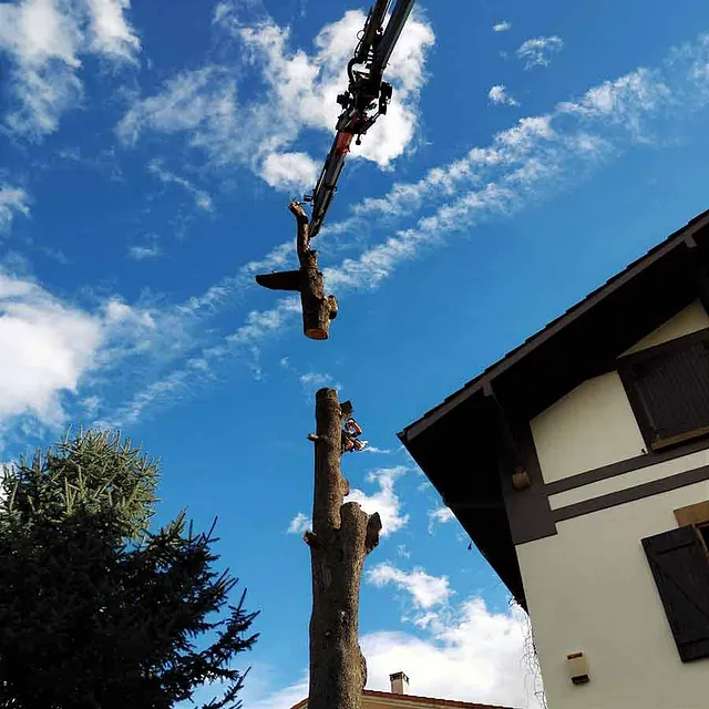 Podas Y Talas Apical árbol siendo talado