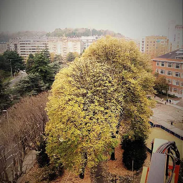 Podas Y Talas Apical árbol